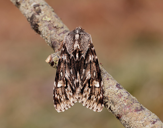 73.066 BF2228 Rannoch Sprawler Brachionycha nubeculosa