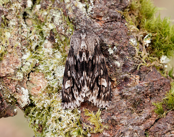 73.066 BF2228 Rannoch Sprawler Brachionycha nubeculosa