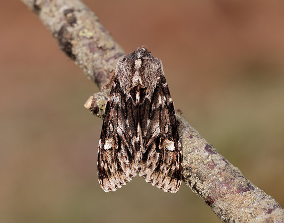 73.066 BF2228 Rannoch Sprawler Brachionycha nubeculosa
