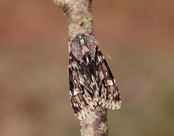 73.066 BF2228 Rannoch Sprawler Brachionycha nubeculosa