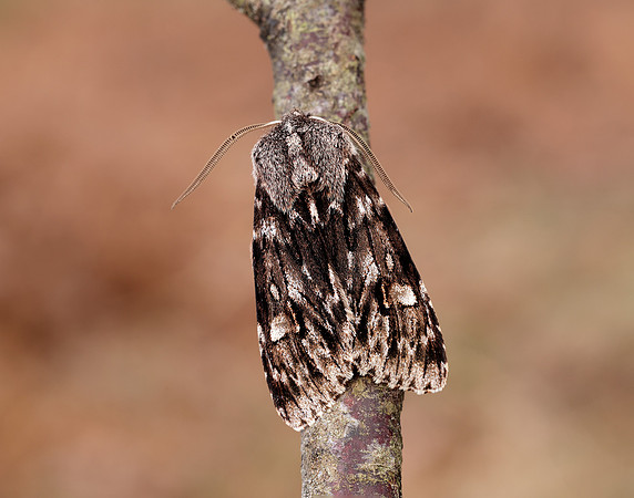 73.066 BF2228 Rannoch Sprawler Brachionycha nubeculosa