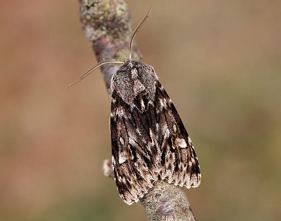 73.066 BF2228 Rannoch Sprawler Brachionycha nubeculosa