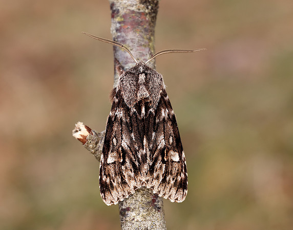 73.066 BF2228 Rannoch Sprawler Brachionycha nubeculosa