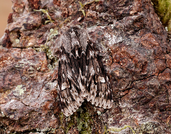 73.066 BF2228 Rannoch Sprawler Brachionycha nubeculosa