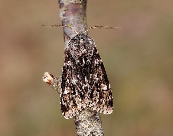 73.066 BF2228 Rannoch Sprawler Brachionycha nubeculosa