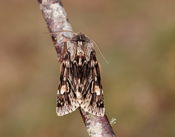 73.066 BF2228 Rannoch Sprawler Brachionycha nubeculosa