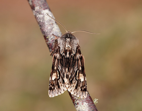 73.066 BF2228 Rannoch Sprawler Brachionycha nubeculosa