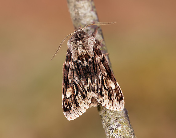 73.066 BF2228 Rannoch Sprawler Brachionycha nubeculosa