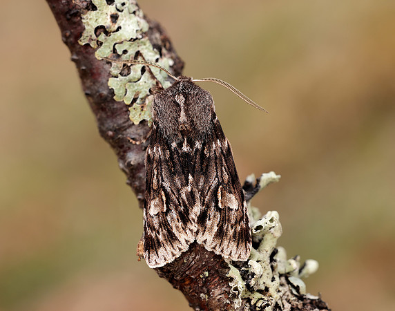 73.066 BF2228 Rannoch Sprawler Brachionycha nubeculosa