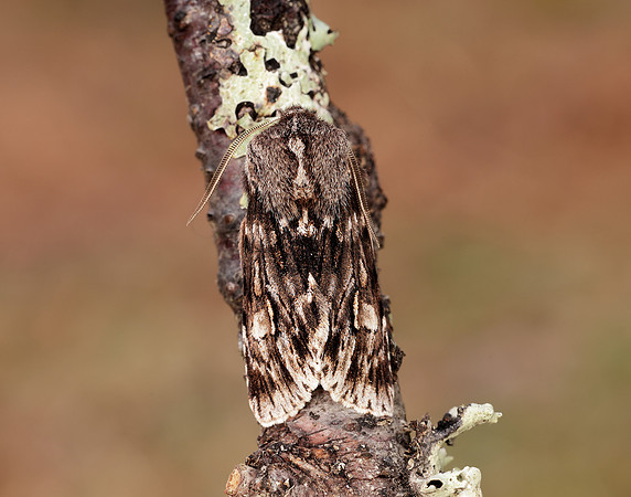 73.066 BF2228 Rannoch Sprawler Brachionycha nubeculosa