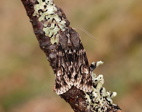73.066 BF2228 Rannoch Sprawler Brachionycha nubeculosa