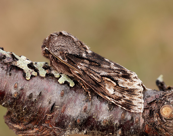 73.066 BF2228 Rannoch Sprawler Brachionycha nubeculosa