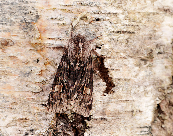 73.066 BF2228 Rannoch Sprawler Brachionycha nubeculosa