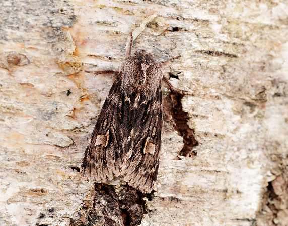 73.066 BF2228 Rannoch Sprawler Brachionycha nubeculosa