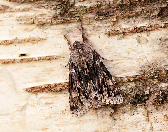 73.066 BF2228 Rannoch Sprawler Brachionycha nubeculosa