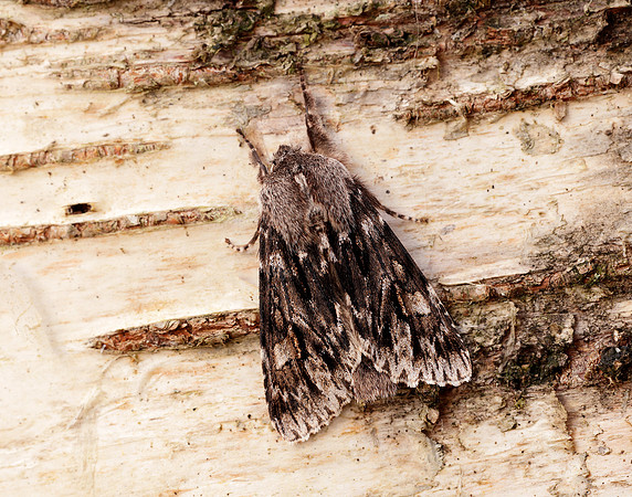 73.066 BF2228 Rannoch Sprawler Brachionycha nubeculosa