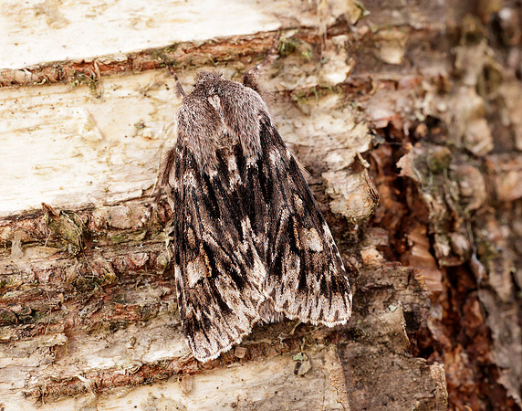 73.066 BF2228 Rannoch Sprawler Brachionycha nubeculosa