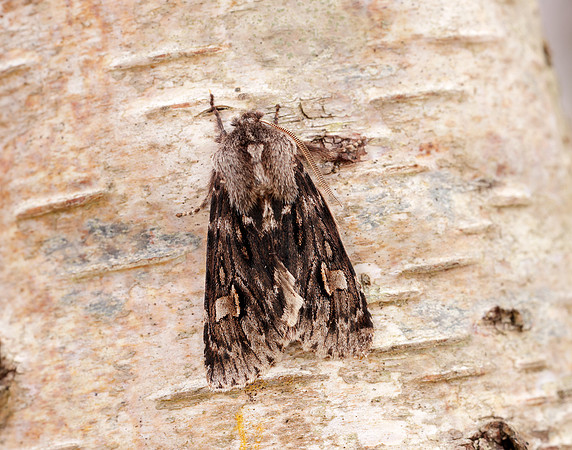73.066 BF2228 Rannoch Sprawler Brachionycha nubeculosa