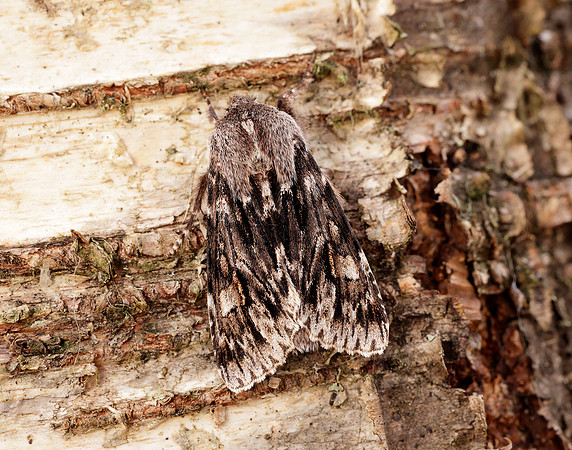 73.066 BF2228 Rannoch Sprawler Brachionycha nubeculosa