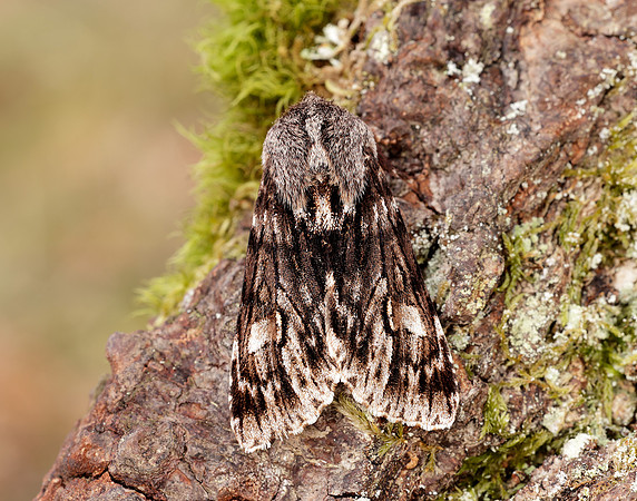 73.066 BF2228 Rannoch Sprawler Brachionycha nubeculosa
