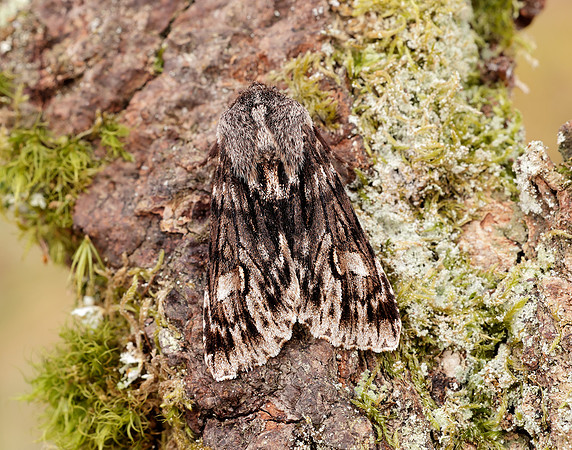 73.066 BF2228 Rannoch Sprawler Brachionycha nubeculosa