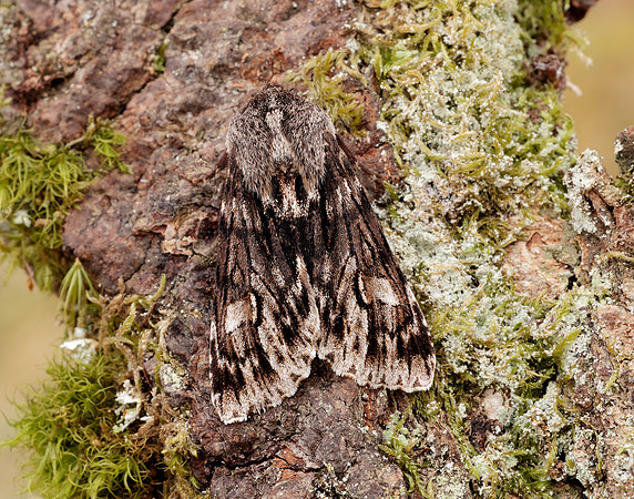 73.066 BF2228 Rannoch Sprawler Brachionycha nubeculosa