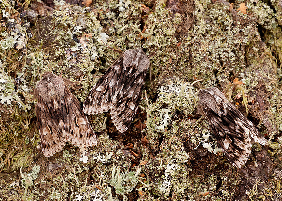 73.066 BF2228 Rannoch Sprawler Brachionycha nubeculosa