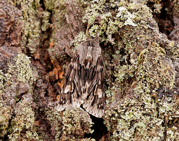 73.066 BF2228 Rannoch Sprawler Brachionycha nubeculosa