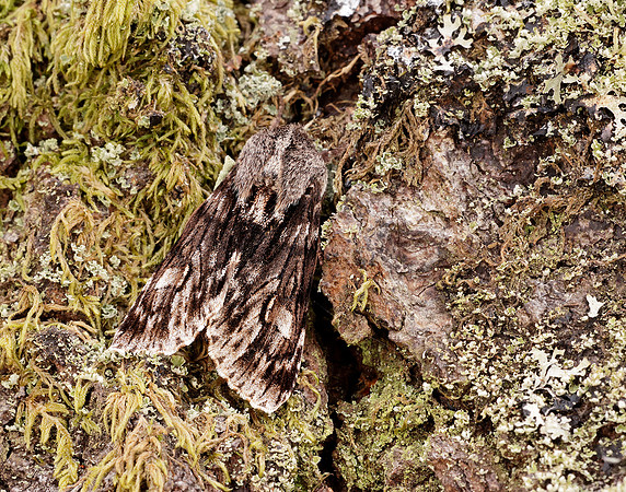 73.066 BF2228 Rannoch Sprawler Brachionycha nubeculosa