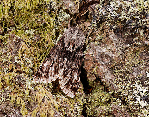 73.066 BF2228 Rannoch Sprawler Brachionycha nubeculosa