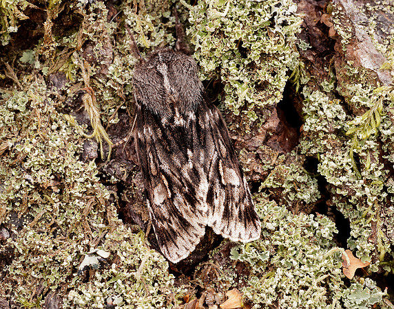 73.066 BF2228 Rannoch Sprawler Brachionycha nubeculosa