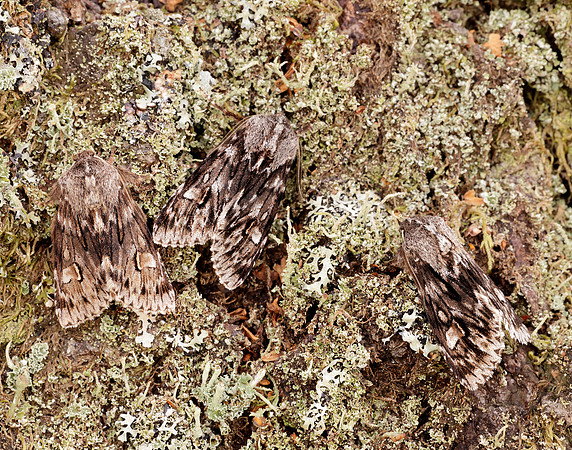 73.066 BF2228 Rannoch Sprawler Brachionycha nubeculosa