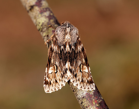 73.066 BF2228 Rannoch Sprawler Brachionycha nubeculosa
