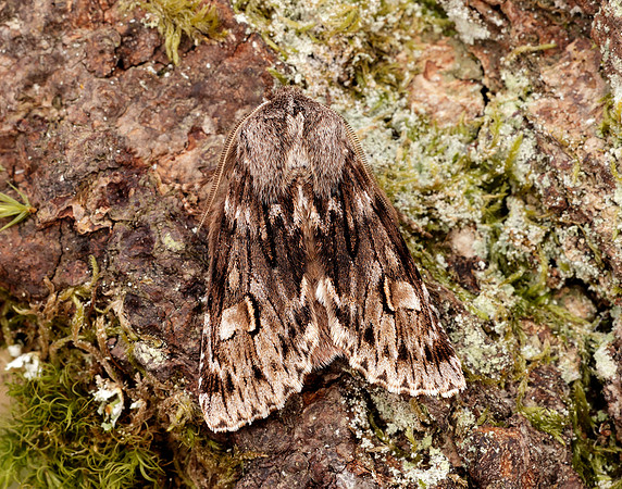 73.066 BF2228 Rannoch Sprawler Brachionycha nubeculosa