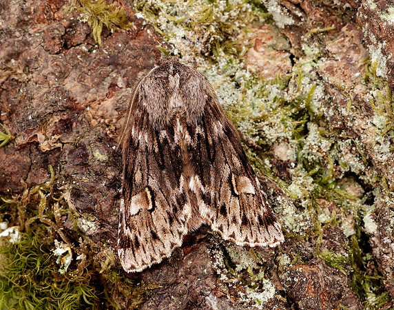 73.066 BF2228 Rannoch Sprawler Brachionycha nubeculosa