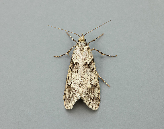 29.001 BF663 Diurnea fagella