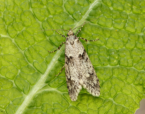 29.001 BF663 Diurnea fagella