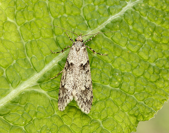 29.001 BF663 Diurnea fagella