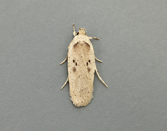 32.035 BF714 Agonopterix yeatiana