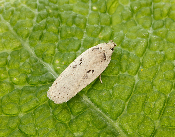 32.035 BF714 Agonopterix yeatiana