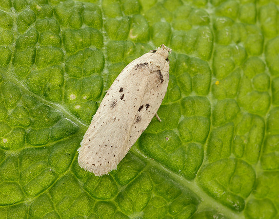 32.035 BF714 Agonopterix yeatiana