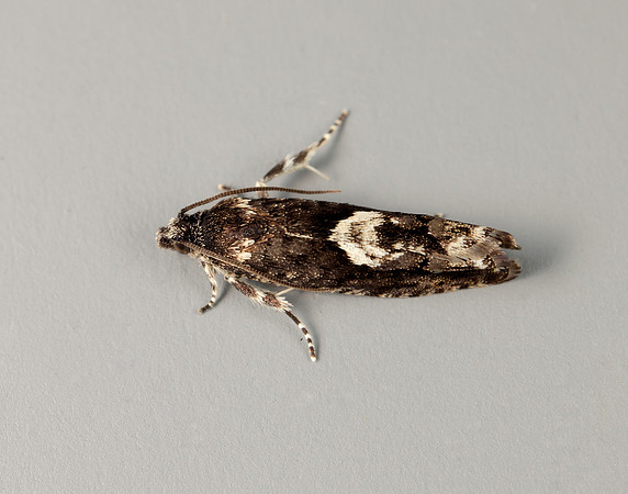49.362 BF1227 Pammene giganteana