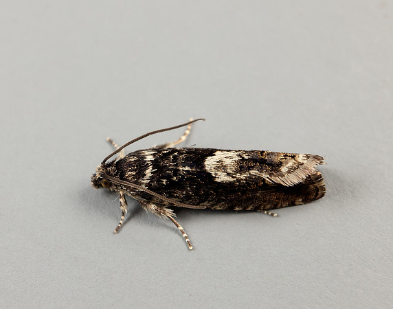 49.362 BF1227 Pammene giganteana