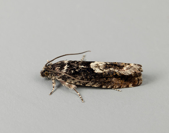 49.362 BF1227 Pammene giganteana