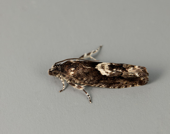 49.362 BF1227 Pammene giganteana