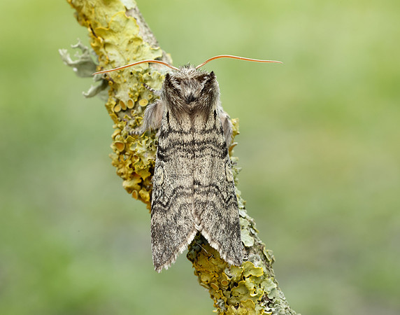 65.016 BF1659 Yellow Horned Achlya flavicornis