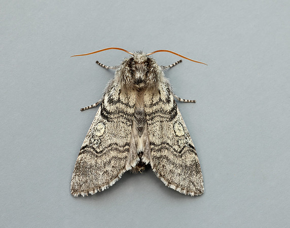 65.016 BF1659 Yellow Horned Achlya flavicornis
