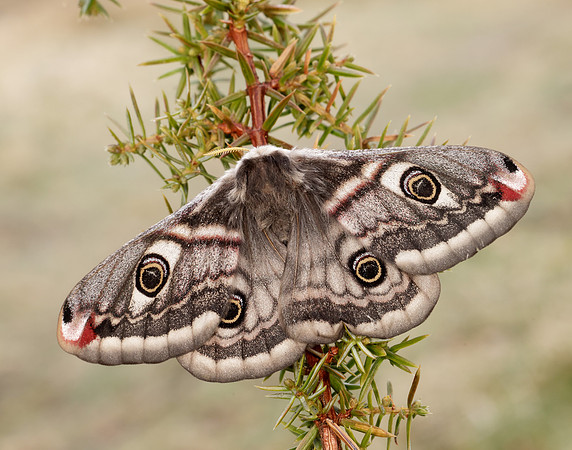 68.001 BF1643 Emperor Moth Saturnia pavonia