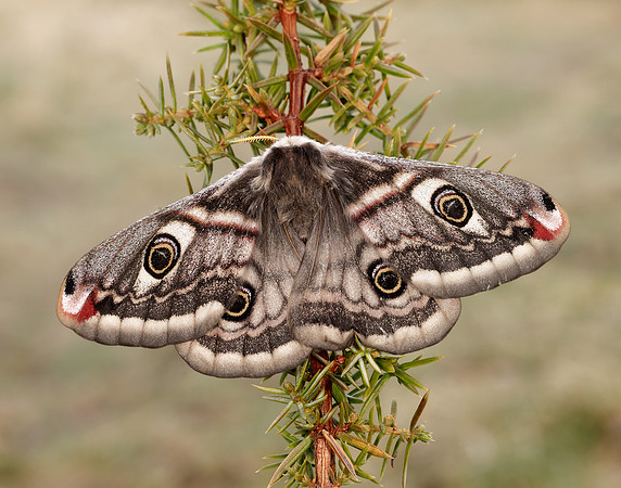 68.001 BF1643 Emperor Moth Saturnia pavonia