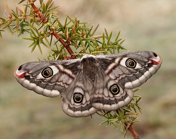 68.001 BF1643 Emperor Moth Saturnia pavonia